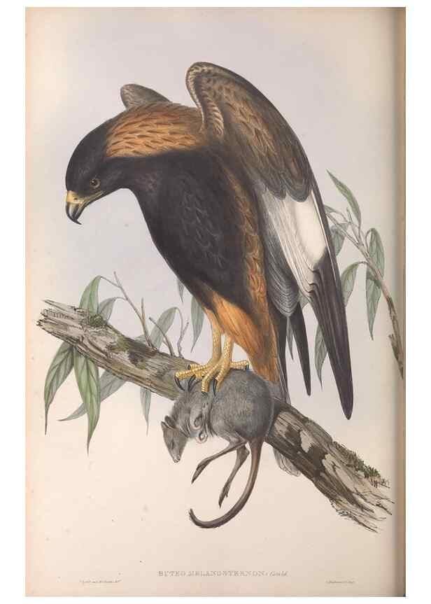 Reproducción/Reproduction 36142844643: The birds of Australia.. London,Printed by R. and J. E. Taylor; pub. by the author,[1840]-48.