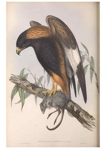 Reproducción/Reproduction 36142844643: The birds of Australia.. London,Printed by R. and J. E. Taylor; pub. by the author,[1840]-48.