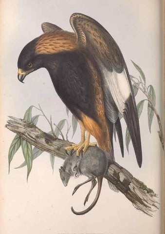 Reproducción/Reproduction 36142844643: The birds of Australia.. London,Printed by R. and J. E. Taylor; pub. by the author,[1840]-48.