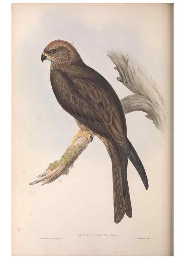 Reproducción/Reproduction 36142846863: The birds of Australia.. London,Printed by R. and J. E. Taylor; pub. by the author,[1840]-48.