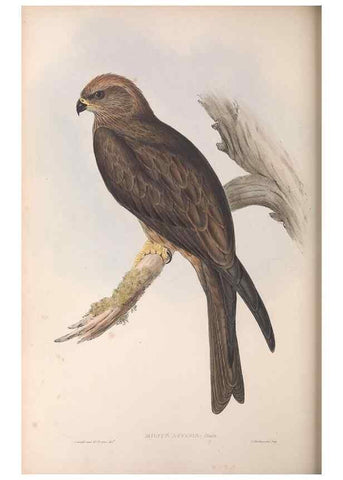 Reproducción/Reproduction 36142846863: The birds of Australia.. London,Printed by R. and J. E. Taylor; pub. by the author,[1840]-48.