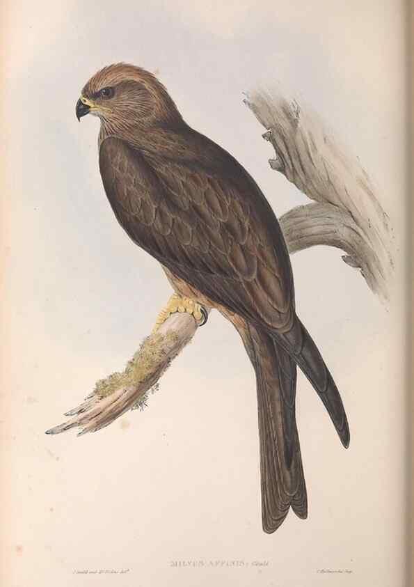 Reproducción/Reproduction 36142846863: The birds of Australia.. London,Printed by R. and J. E. Taylor; pub. by the author,[1840]-48.