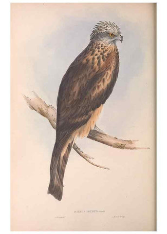 Reproducción/Reproduction 36780239932: The birds of Australia.. London,Printed by R. and J. E. Taylor; pub. by the author,[1840]-48.