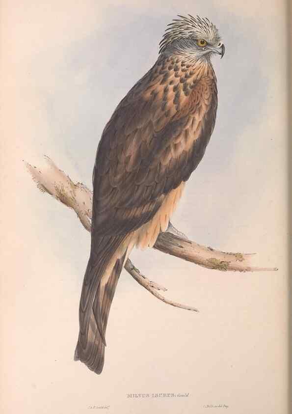 Reproducción/Reproduction 36780239932: The birds of Australia.. London,Printed by R. and J. E. Taylor; pub. by the author,[1840]-48.