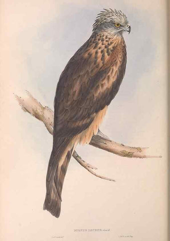 Reproducción/Reproduction 36780239932: The birds of Australia.. London,Printed by R. and J. E. Taylor; pub. by the author,[1840]-48.
