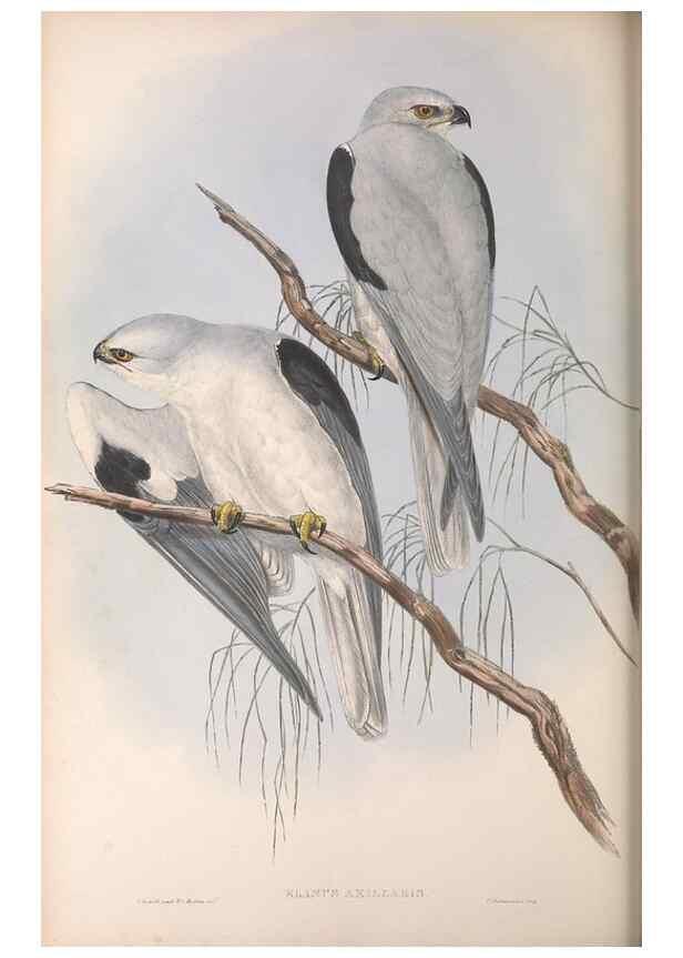 Reproducción/Reproduction 36116833694: The birds of Australia.. London,Printed by R. and J. E. Taylor; pub. by the author,[1840]-48.