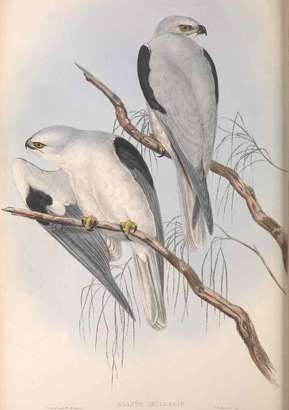 Reproducción/Reproduction 36116833694: The birds of Australia.. London,Printed by R. and J. E. Taylor; pub. by the author,[1840]-48.