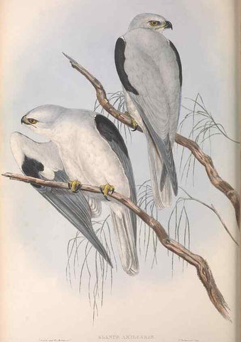 Reproducción/Reproduction 36116833694: The birds of Australia.. London,Printed by R. and J. E. Taylor; pub. by the author,[1840]-48.