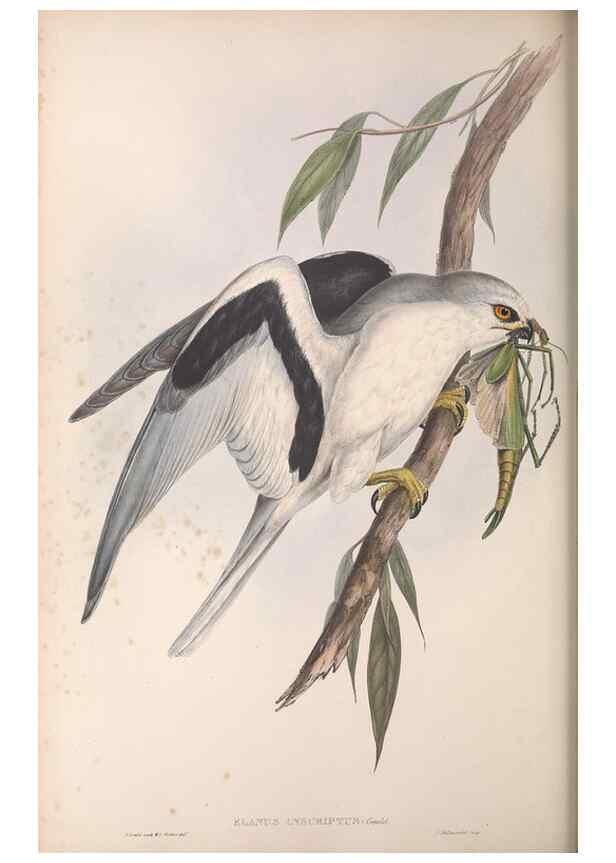 Reproducción/Reproduction 36116834784: The birds of Australia.. London,Printed by R. and J. E. Taylor; pub. by the author,[1840]-48.