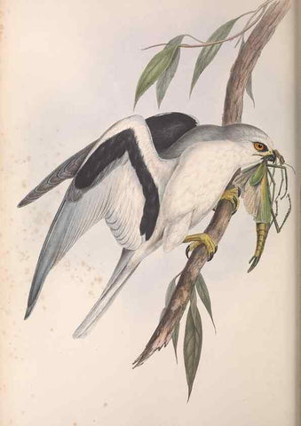 Reproducción/Reproduction 36116834784: The birds of Australia.. London,Printed by R. and J. E. Taylor; pub. by the author,[1840]-48.