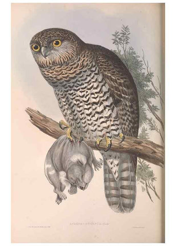 Reproducción/Reproduction 36780260222: The birds of Australia.. London,Printed by R. and J. E. Taylor; pub. by the author,[1840]-48.