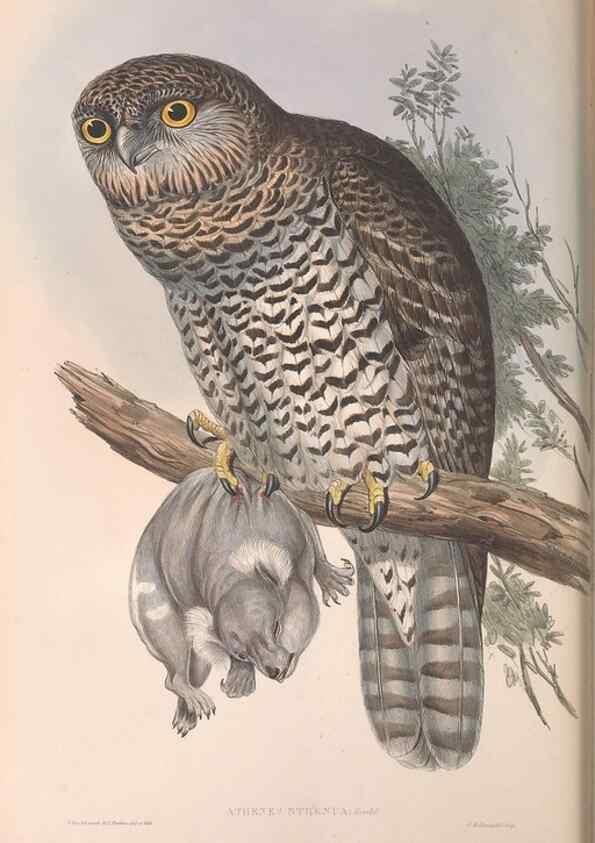 Reproducción/Reproduction 36780260222: The birds of Australia.. London,Printed by R. and J. E. Taylor; pub. by the author,[1840]-48.