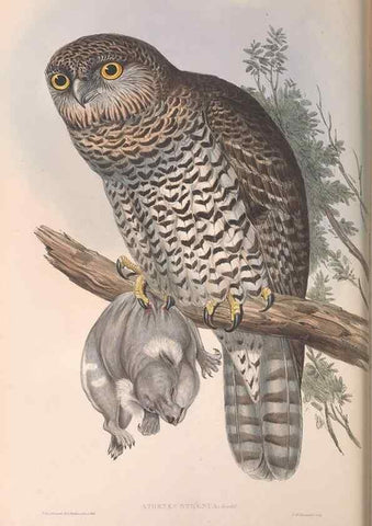Reproducción/Reproduction 36780260222: The birds of Australia.. London,Printed by R. and J. E. Taylor; pub. by the author,[1840]-48.