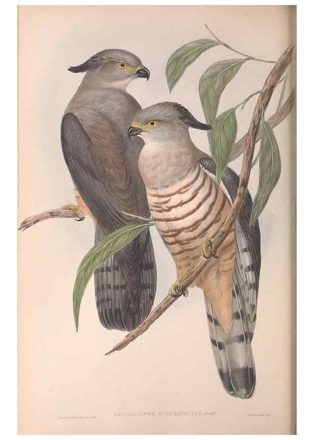 Reproducción/Reproduction 36116835914: The birds of Australia.. London,Printed by R. and J. E. Taylor; pub. by the author,[1840]-48.