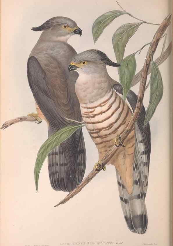 Reproducción/Reproduction 36116835914: The birds of Australia.. London,Printed by R. and J. E. Taylor; pub. by the author,[1840]-48.