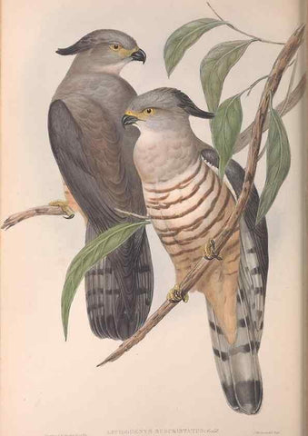 Reproducción/Reproduction 36116835914: The birds of Australia.. London,Printed by R. and J. E. Taylor; pub. by the author,[1840]-48.