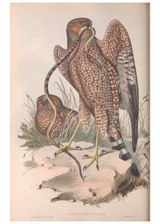 Reproducción/Reproduction 36116838504: The birds of Australia.. London,Printed by R. and J. E. Taylor; pub. by the author,[1840]-48.
