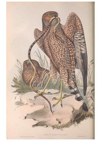 Reproducción/Reproduction 36116838504: The birds of Australia.. London,Printed by R. and J. E. Taylor; pub. by the author,[1840]-48.