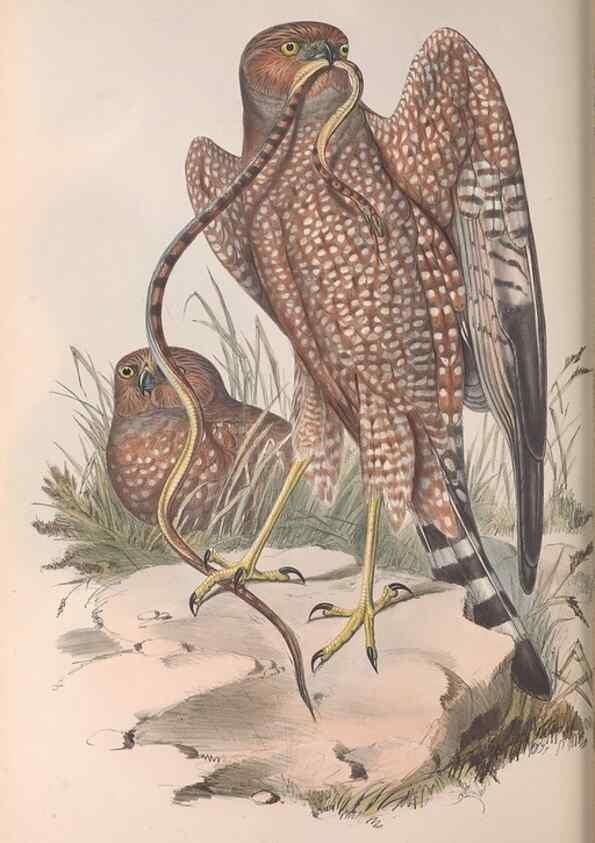 Reproducción/Reproduction 36116838504: The birds of Australia.. London,Printed by R. and J. E. Taylor; pub. by the author,[1840]-48.