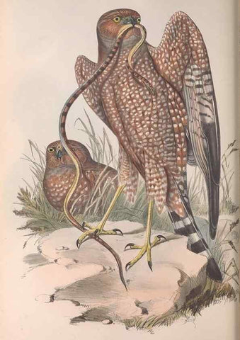 Reproducción/Reproduction 36116838504: The birds of Australia.. London,Printed by R. and J. E. Taylor; pub. by the author,[1840]-48.