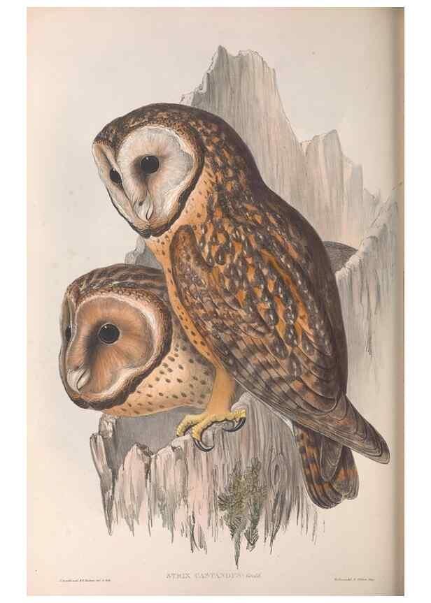 Reproducción/Reproduction 36811708971: The birds of Australia.. London,Printed by R. and J. E. Taylor; pub. by the author,[1840]-48.