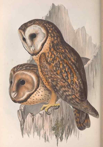 Reproducción/Reproduction 36811708971: The birds of Australia.. London,Printed by R. and J. E. Taylor; pub. by the author,[1840]-48.