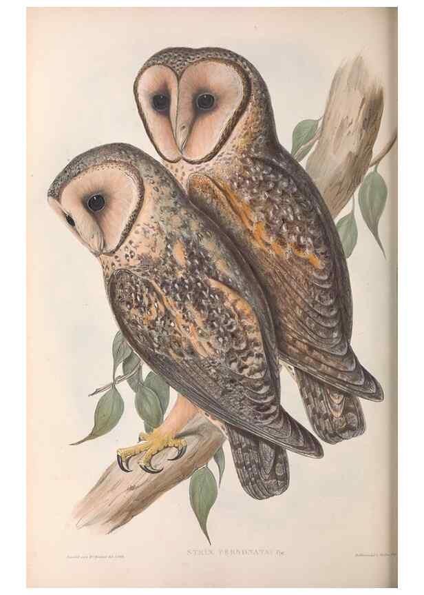 Reproducción/Reproduction 36763766366: The birds of Australia.. London,Printed by R. and J. E. Taylor; pub. by the author,[1840]-48.