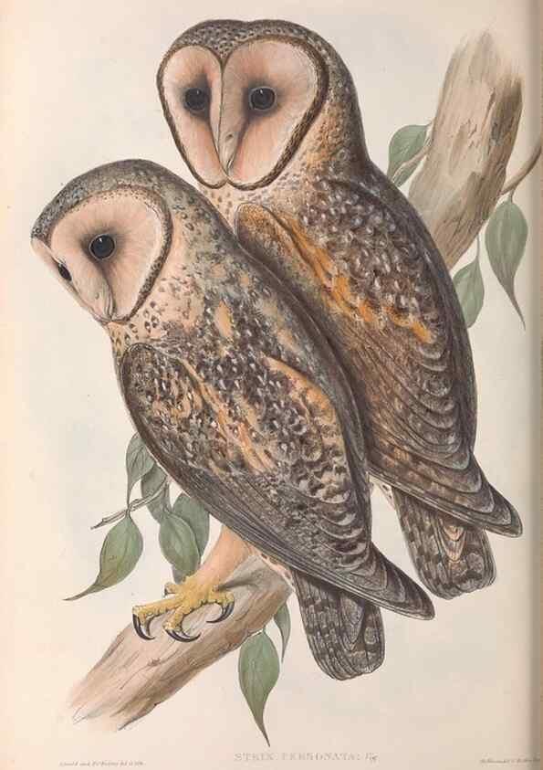 Reproducción/Reproduction 36763766366: The birds of Australia.. London,Printed by R. and J. E. Taylor; pub. by the author,[1840]-48.