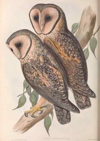 Reproducción/Reproduction 36763766366: The birds of Australia.. London,Printed by R. and J. E. Taylor; pub. by the author,[1840]-48.