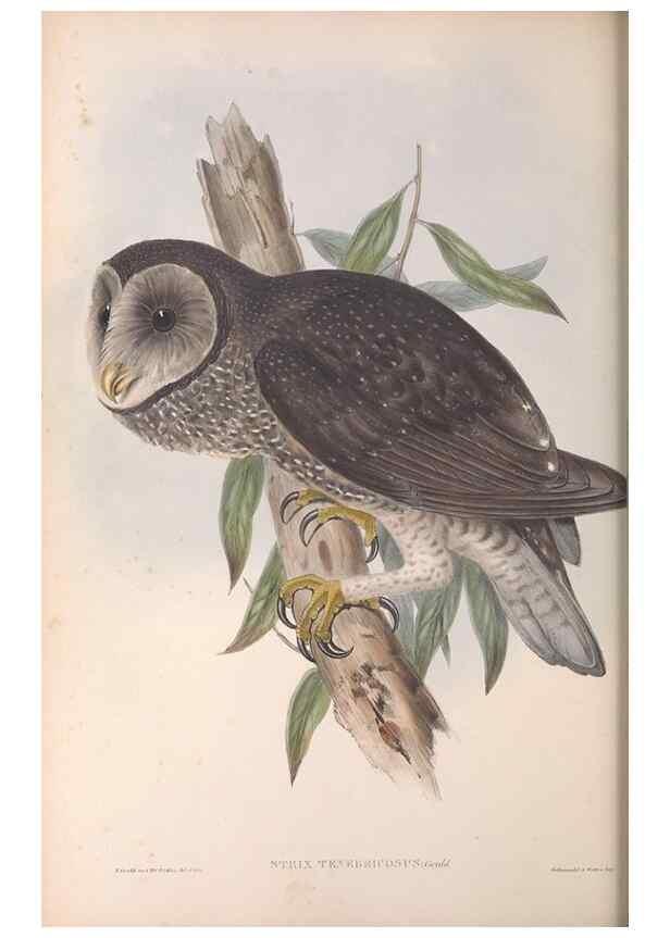 Reproducción/Reproduction 36811713201: The birds of Australia.. London,Printed by R. and J. E. Taylor; pub. by the author,[1840]-48.