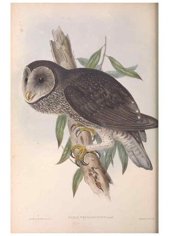Reproducción/Reproduction 36811713201: The birds of Australia.. London,Printed by R. and J. E. Taylor; pub. by the author,[1840]-48.