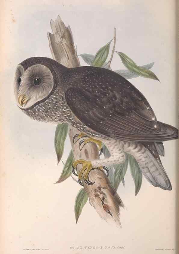 Reproducción/Reproduction 36811713201: The birds of Australia.. London,Printed by R. and J. E. Taylor; pub. by the author,[1840]-48.