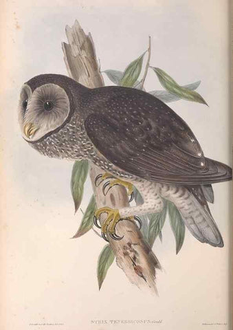 Reproducción/Reproduction 36811713201: The birds of Australia.. London,Printed by R. and J. E. Taylor; pub. by the author,[1840]-48.