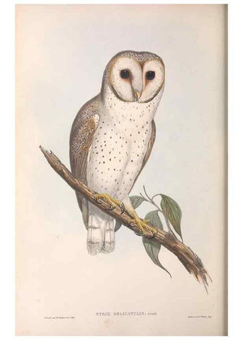 Reproducción/Reproduction 36763770026: The birds of Australia.. London,Printed by R. and J. E. Taylor; pub. by the author,[1840]-48.
