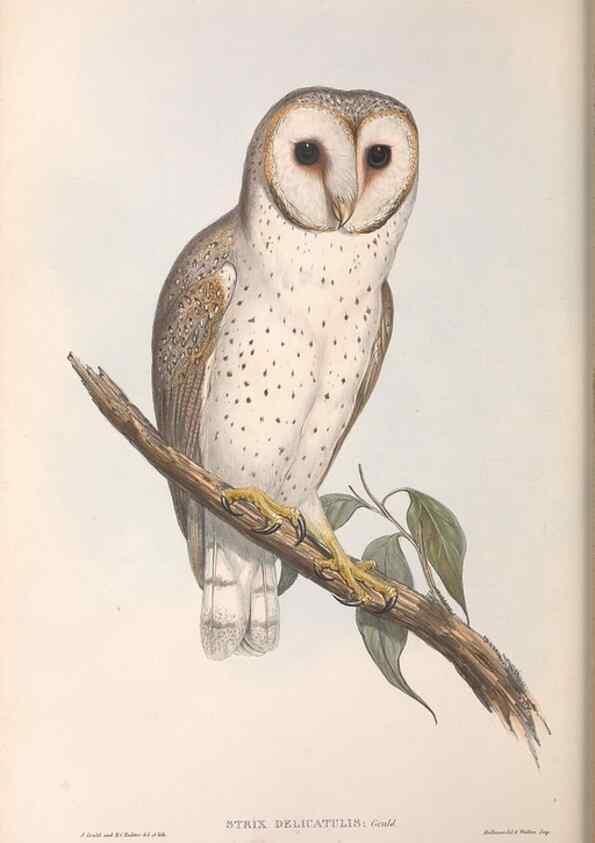 Reproducción/Reproduction 36763770026: The birds of Australia.. London,Printed by R. and J. E. Taylor; pub. by the author,[1840]-48.