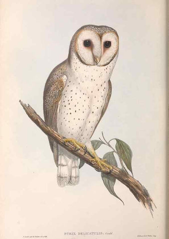 Reproducción/Reproduction 36763770026: The birds of Australia.. London,Printed by R. and J. E. Taylor; pub. by the author,[1840]-48.