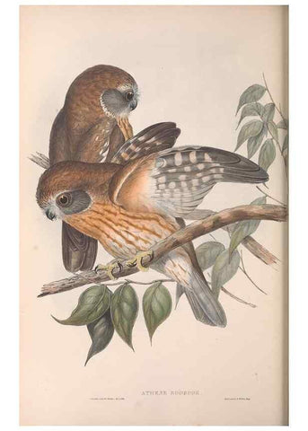 Reproducción/Reproduction 36763771756: The birds of Australia.. London,Printed by R. and J. E. Taylor; pub. by the author,[1840]-48.