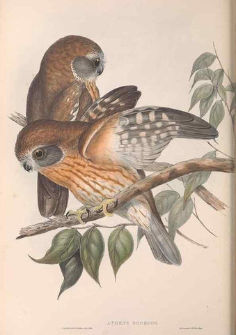 Reproducción/Reproduction 36763771756: The birds of Australia.. London,Printed by R. and J. E. Taylor; pub. by the author,[1840]-48.
