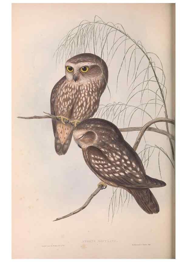 Reproducción/Reproduction 36763773936: The birds of Australia.. London,Printed by R. and J. E. Taylor; pub. by the author,[1840]-48.