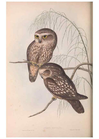 Reproducción/Reproduction 36763773936: The birds of Australia.. London,Printed by R. and J. E. Taylor; pub. by the author,[1840]-48.
