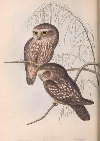 Reproducción/Reproduction 36763773936: The birds of Australia.. London,Printed by R. and J. E. Taylor; pub. by the author,[1840]-48.