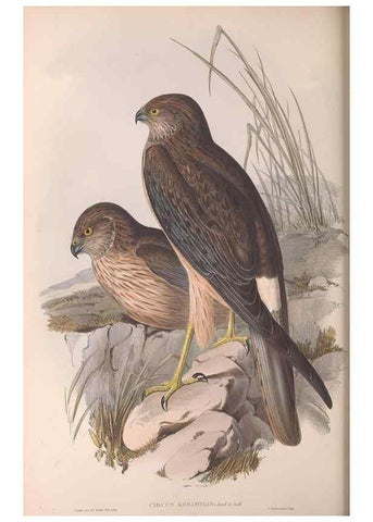 Reproducción/Reproduction 36116837154: The birds of Australia.. London,Printed by R. and J. E. Taylor; pub. by the author,[1840]-48.