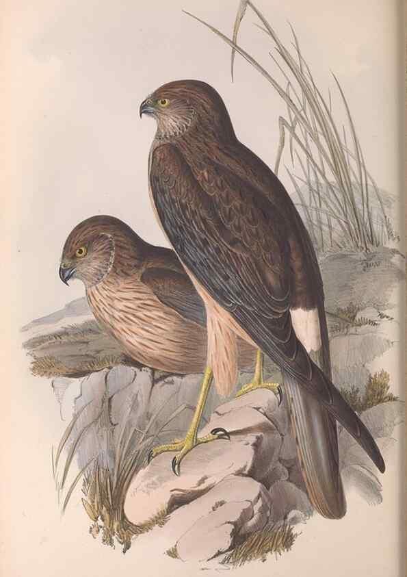 Reproducción/Reproduction 36116837154: The birds of Australia.. London,Printed by R. and J. E. Taylor; pub. by the author,[1840]-48.