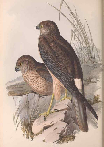Reproducción/Reproduction 36116837154: The birds of Australia.. London,Printed by R. and J. E. Taylor; pub. by the author,[1840]-48.