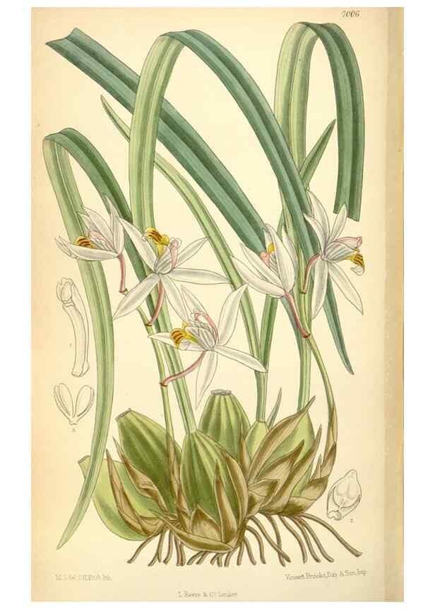 Reproducción/Reproduction 35436030025: Curtis's botanical magazine.. London ; New York [etc.] :Academic Press [etc.]