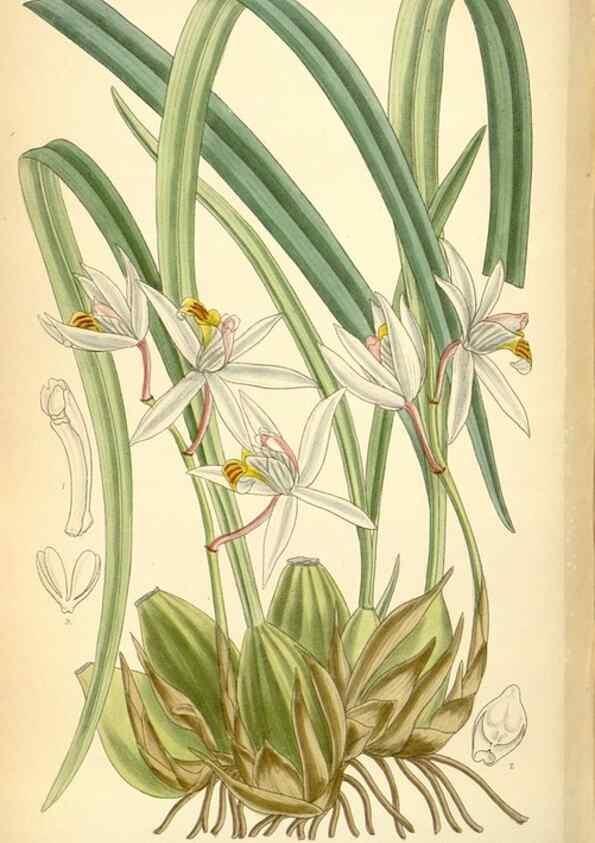 Reproducción/Reproduction 35436030025: Curtis's botanical magazine.. London ; New York [etc.] :Academic Press [etc.]