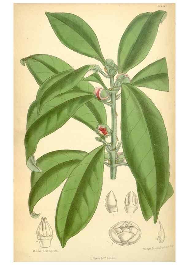 Reproducción/Reproduction 35306429301: Curtis's botanical magazine.. London ; New York [etc.] :Academic Press [etc.]