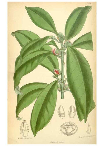Reproducción/Reproduction 35306429301: Curtis's botanical magazine.. London ; New York [etc.] :Academic Press [etc.]