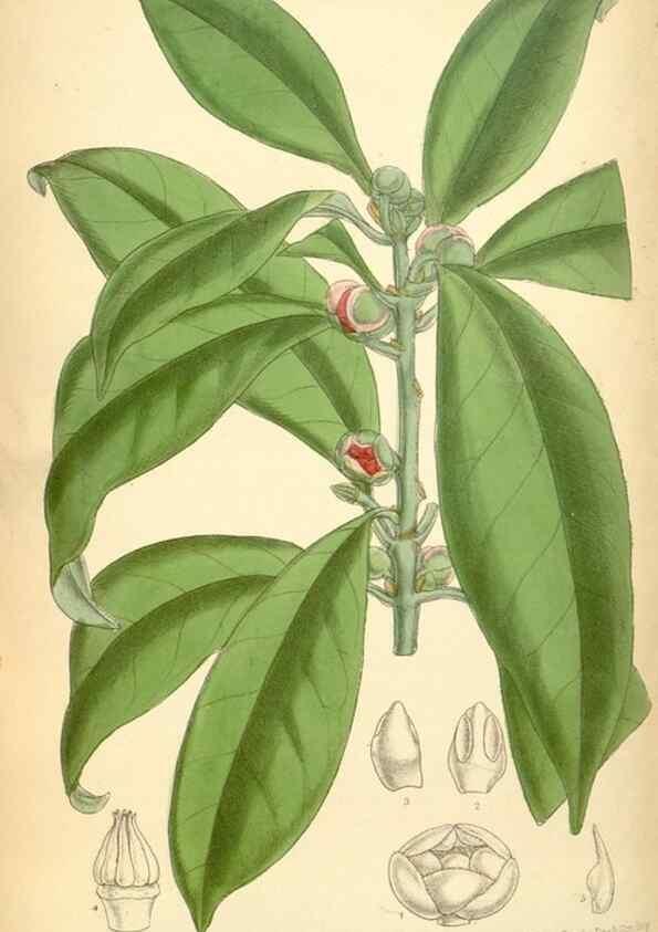 Reproducción/Reproduction 35306429301: Curtis's botanical magazine.. London ; New York [etc.] :Academic Press [etc.]