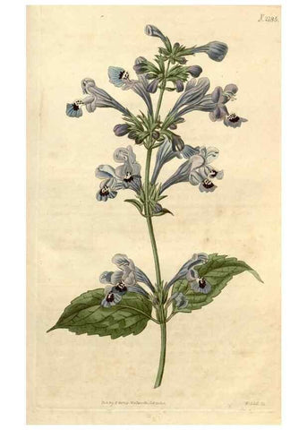 Reproducción/Reproduction 34380632433: Curtis's botanical magazine.. London ; New York [etc.] :Academic Press [etc.]